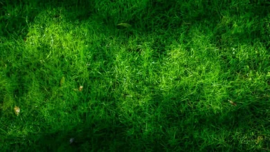 Fine Fescue vs. Tall Fescue