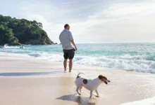 Dog Groomers Northern Beaches