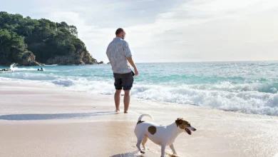 Dog Groomers Northern Beaches