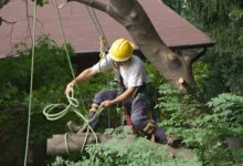 Tree Removal