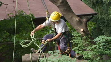 Tree Removal