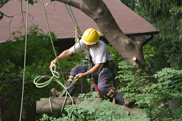 Tree Removal