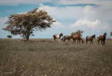 Equine Horse Names