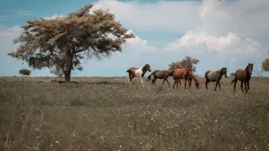 Equine Horse Names