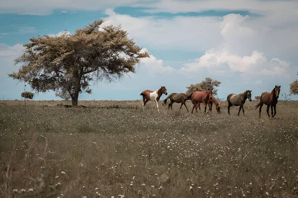 Equine Horse Names
